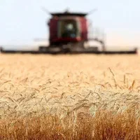 اجاره یک هکتار زمین کشاورزی