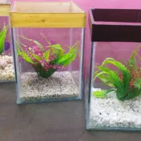 اکواریم اقتصادی