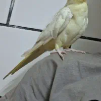 عروس هلندی رام رام ۷ماهه