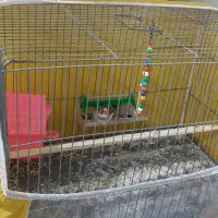 فروش فوری پرنده فنچ|پرنده|ساری, |دیوار