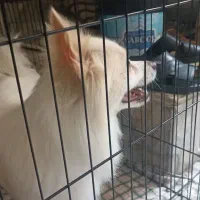 سگ خانگی|سگ|قم, لسانی|دیوار