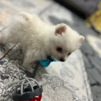 پامر خرسی عروسکی