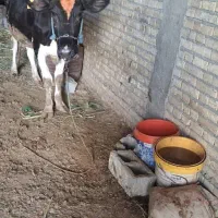 گاو