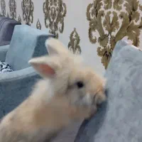 خرگوش|موش و خرگوش|مشهد, میعاد (شهرک غرب)|دیوار