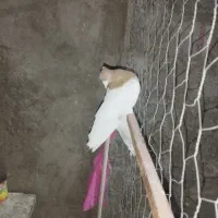 کفتر|پرنده|چترود, |دیوار