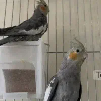 عروس هلندی معاوضه با فنج