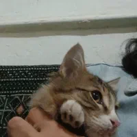 گربه نر ۴ ماهه|گربه|زنجان, |دیوار