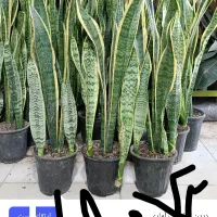 همایش ویژه سانسوریا ویوکا|گردهمایی و همایش|مشهد, حیدرآباد|دیوار