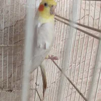 عروس هلندی