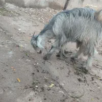 دوتا کهره ماده|حیوانات مزرعه|دلوار, |دیوار