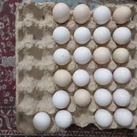 فروش تخم مرغ گلین خالص و فول کیفیت