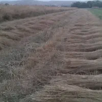 جارو|لوازم نظافت|نهاوند, |دیوار