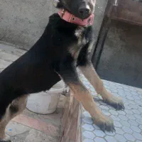 توله ژرمن کلاسیک