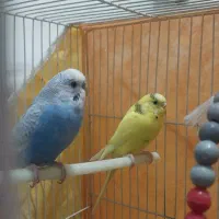 عروس هلندی و مرغ عشق