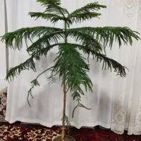 گل کاج مطبق|گل و گیاه طبیعی|سهند, |دیوار
