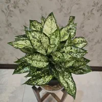 فروش انواع گل آپارتمانی(خانگی) قیمت مناسب