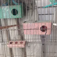 مرغ عشق|پرنده|اصفهان, جلفا|دیوار