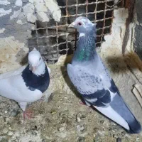 کبوتر