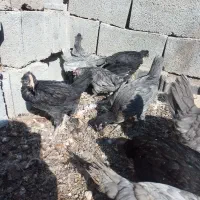 مرغ خروس جوجه گلین فول کیفیت