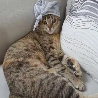 گربه مادهdsh