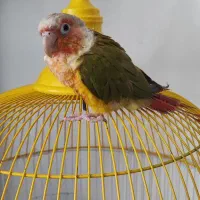 طوطی گرینچیک|پرنده|زاهدان, |دیوار