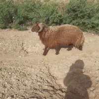 قوچ