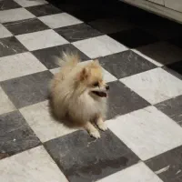 فروشی|سگ|بندرعباس, |دیوار