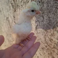 جوجه  کاکلی  و گردن لخت عمده‌ و‌ خرده