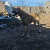 واگذاری سگ نر سرابی یکساله گله|سگ|تبریز, |دیوار