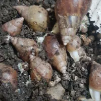 حلزون آچاتینا البینو افریقایی