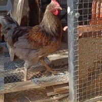 آیسبار نژاد خالص