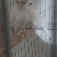 قناری سوپری کاکلی وساده|پرنده|تهران, مینای جنوبی|دیوار