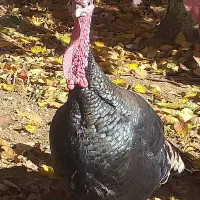 بوقلمون محلی