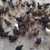 جوجه گلپایگان یکماهه