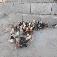 جوجه گلین|حیوانات مزرعه|خمینیشهر, |دیوار