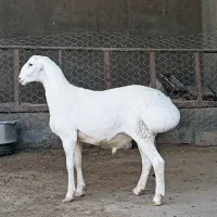 بره نر وماده چینی قندوزی اصیل مخصوص داشت فلکه شهرک