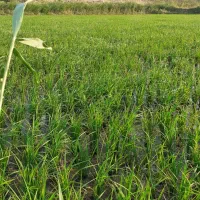 برنج‌‌شیخدراباد ایدوغموش