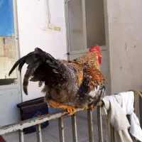 خروس|حیوانات مزرعه|قم, باجک یک|دیوار