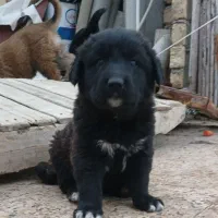 سگ وتوله اصیل بته دار|سگ|اهواز, آریاشهر|دیوار