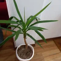 گلدان یوکا طبیعی|گل و گیاه طبیعی|کرمان, |دیوار