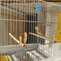 با سلام یه عدد سهره قناری نر