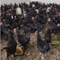 قربانی خروس سیاه