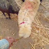 بره قوچ|حیوانات مزرعه|کیار, |دیوار