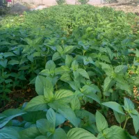فروش سبزی بسته بندی