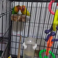 طوطی برزیلی نر و ماده جوان ۲.۰۰۰.۰۰۰ میلیون تومان