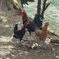 مرغ و خروس  گیل جنگلی اصل تخم مرغ