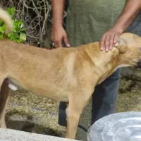 سگ باهوش ونگهبان|سگ|بندرعباس, |دیوار