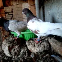 یک جفت نر و ماده کله سرخ