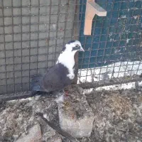 کفتر مخمل و ابلغ|پرنده|شیراز, گل سرخ|دیوار