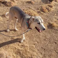 سگ سرابی|سگ|دیواندره, |دیوار